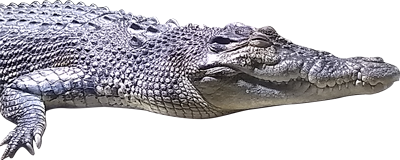 Coc立ち絵 Twitter Search