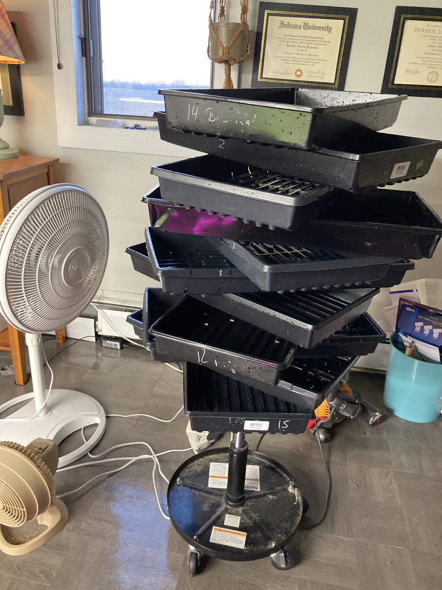 Microgreensand1's tweet photo. Busy harvest day!  Just emptied these and we have to now get them seaded again!#MicroGreens #EatHealthy #EatGreen #EatYourVeggies #RuralFarming #UrbanFarming #HappyFarming https://t.co/eoBaWAvF6b