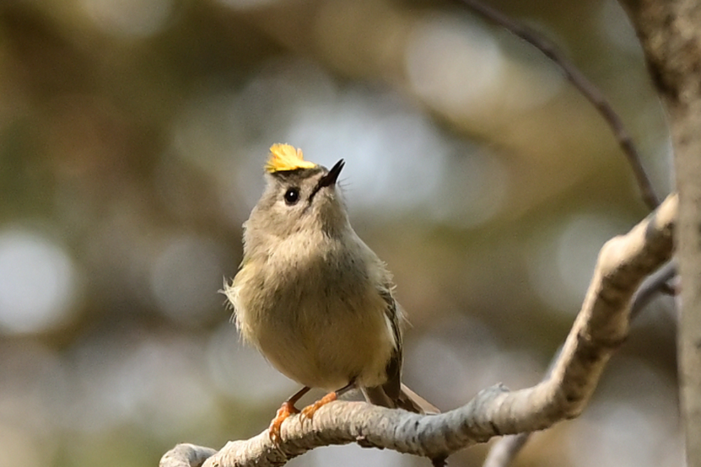 Morizou キクイタダキ ちっちゃくて可愛い鳥さん O 暖かくなるとあちらこちらでさえずりが聞こえてきました でも 動きが速すぎて撮影が Hokkaidolove 津別町 チミケップの森 キクイタダキ