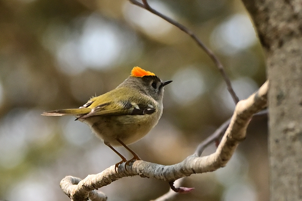 Twitter এ Morizou キクイタダキ ちっちゃくて可愛い鳥さん O 暖かくなるとあちらこちらでさえずりが聞こえてきました でも 動きが速すぎて撮影が Hokkaidolove 津別町 チミケップの森 キクイタダキ T Co Sgz0qkx1rb ট ইট র
