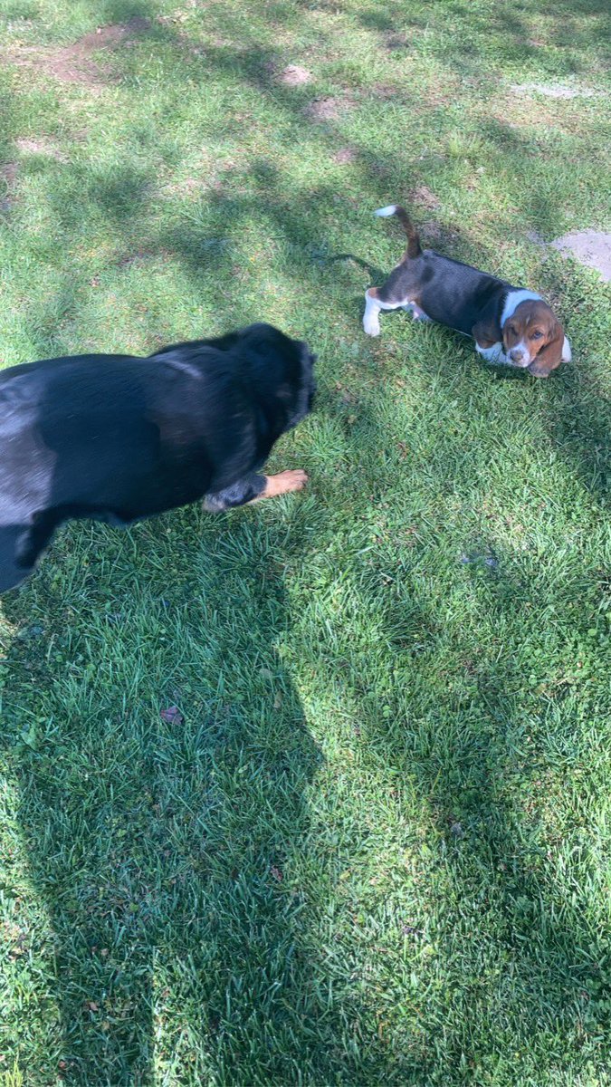 MalloryBoose's tweet photo. my babies🐶🥰 https://t.co/A5WfE2VZ8U