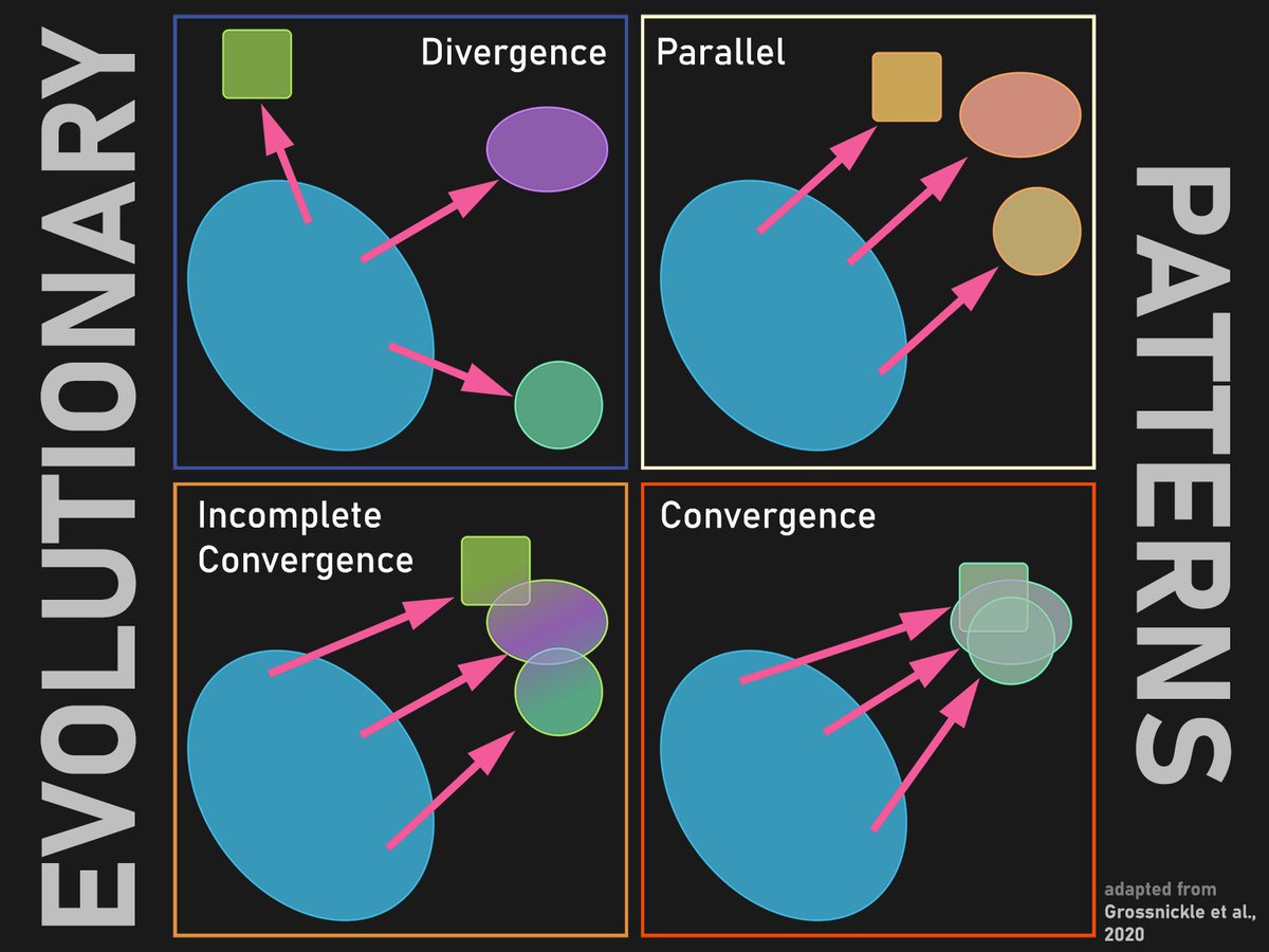 Also, there is the problem of just how convergent is 'enough'? Convergence can be pretty damn close... or it can be just in the ballpark.What was the case with the thylacine; where did it really fit, how closely, and with whom?8/18