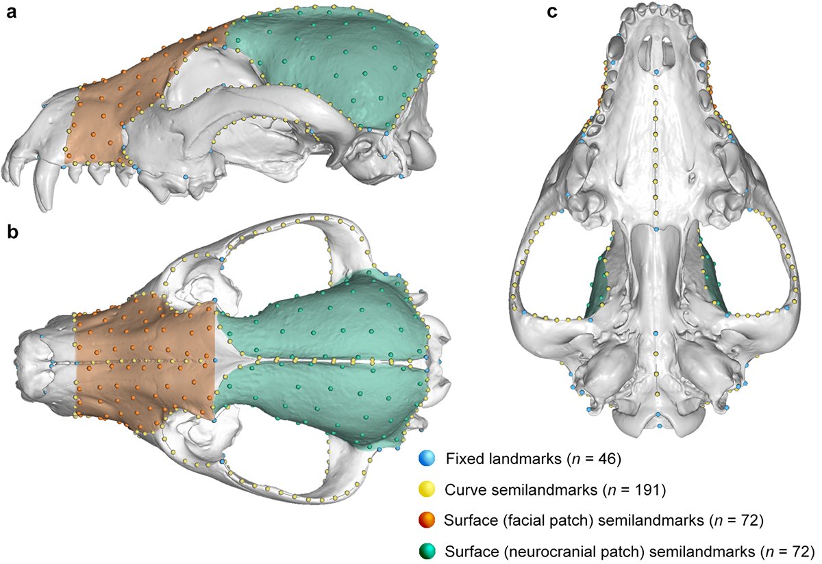 I sampled the shapes of the skulls with 3D geometric morphometrics, which lets you collect shape data in 3D!The face (bitey bit) & neurocranium (muscles & brain) were important areas to look at, so I made a protocol that would cover those for both placentals & marsupials.11/18