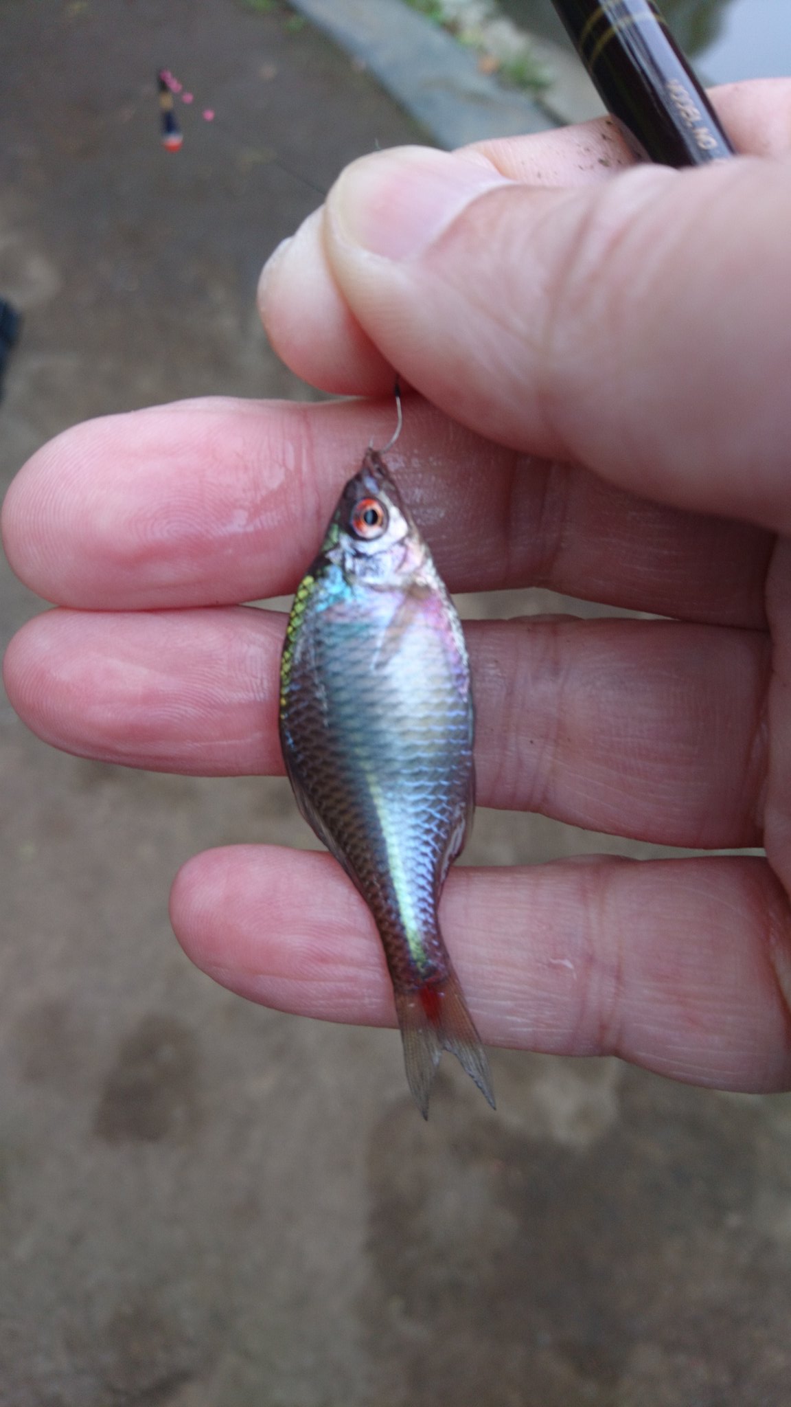 Kajiramone 先日某所で小物釣りをしていたのですよ 常連のおじいちゃんが 釣れるかい とか話しかけてきて釣り方とか エサの事を教えてもらいました 他に何をやる 俺はクロダイだよ と聞かれたので ハゼ釣りですね と答え 場所などの話になる