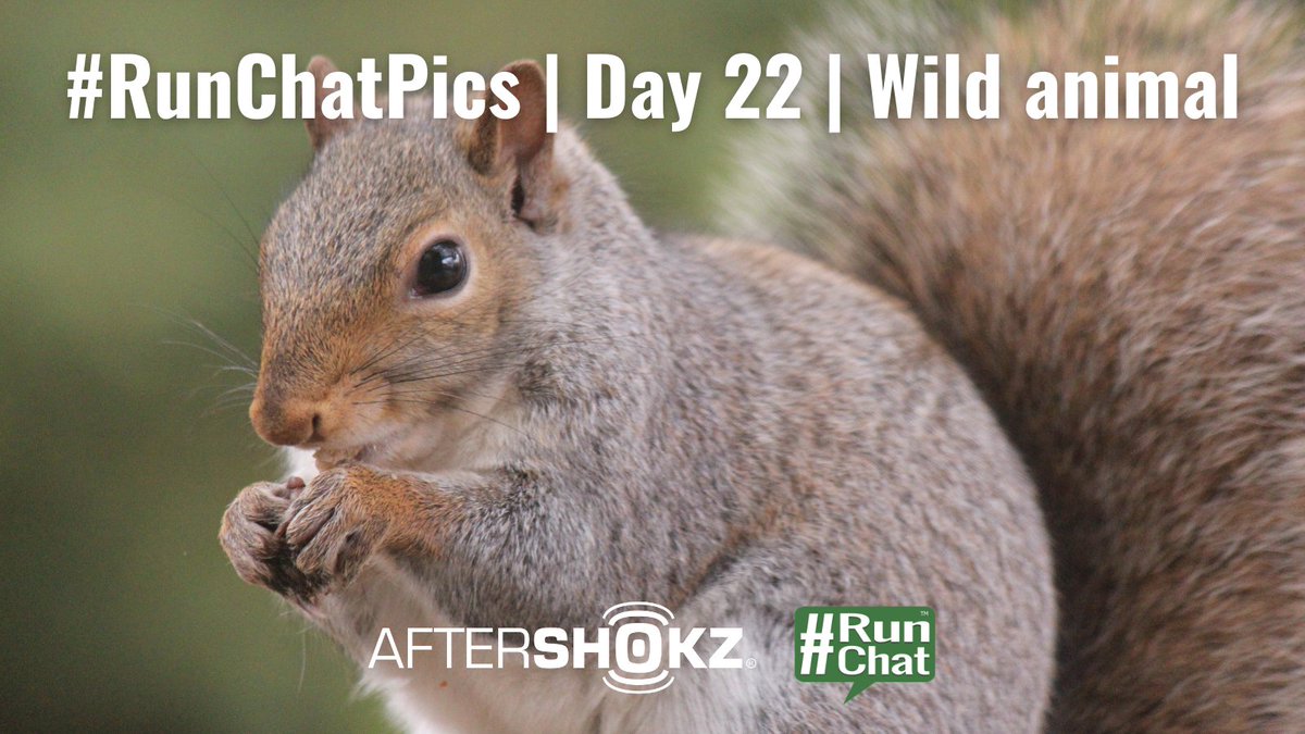 therunchat's tweet photo. #RunChatPics Day 22: Wild animals! Not a dog or a cat, please. Farm animals don't really count either. Squirrels, birds, snakes ... things like that are acceptable! 

Thanks to @AfterShokz for sponsoring this monthlong event! Info: https://t.co/yyCW0eJwMJ https://t.co/UM04g4qzaY