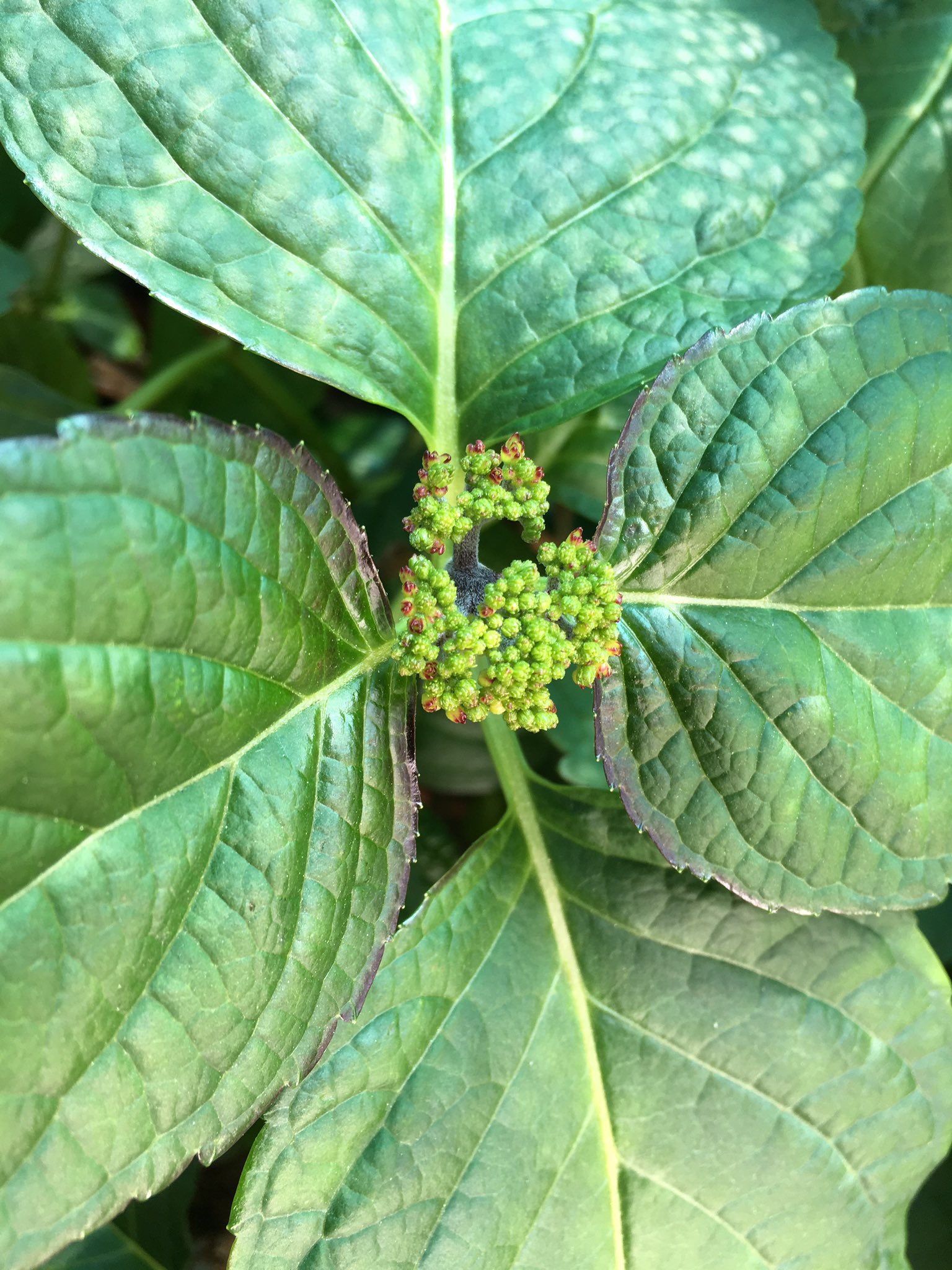 ｃｉｅｌ ａｌｅｎｃｏｎ シエル Auf Twitter 紫陽花のkeiko アンジェリカ 衣純千織 黒軸フラミンゴ 来月には開花しそう Keikoはピンクかパープル アンジェリカは濃いピンクかな 衣純とフラミンゴはブルーだと思う バラ咲きの恋心も蕾ついてたな 今年は