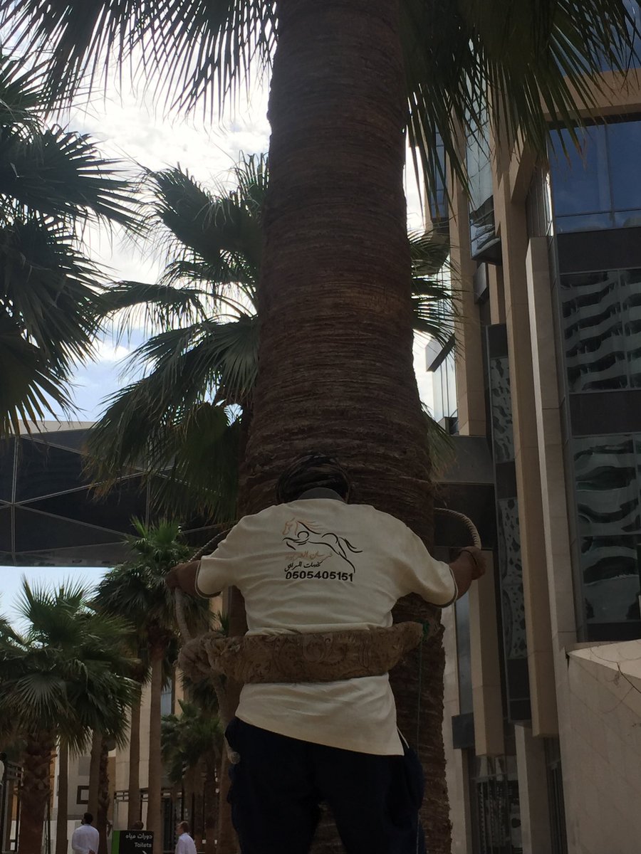 متخصصون في تنسيق الحدائق و توريد جميع أنواع الزهور والأشجار بفريق عمل متخصص بإدارة سعودية 🌳🌴🇸🇦🇸🇦🇸🇦

#تكاتف_الشعب_السعودي