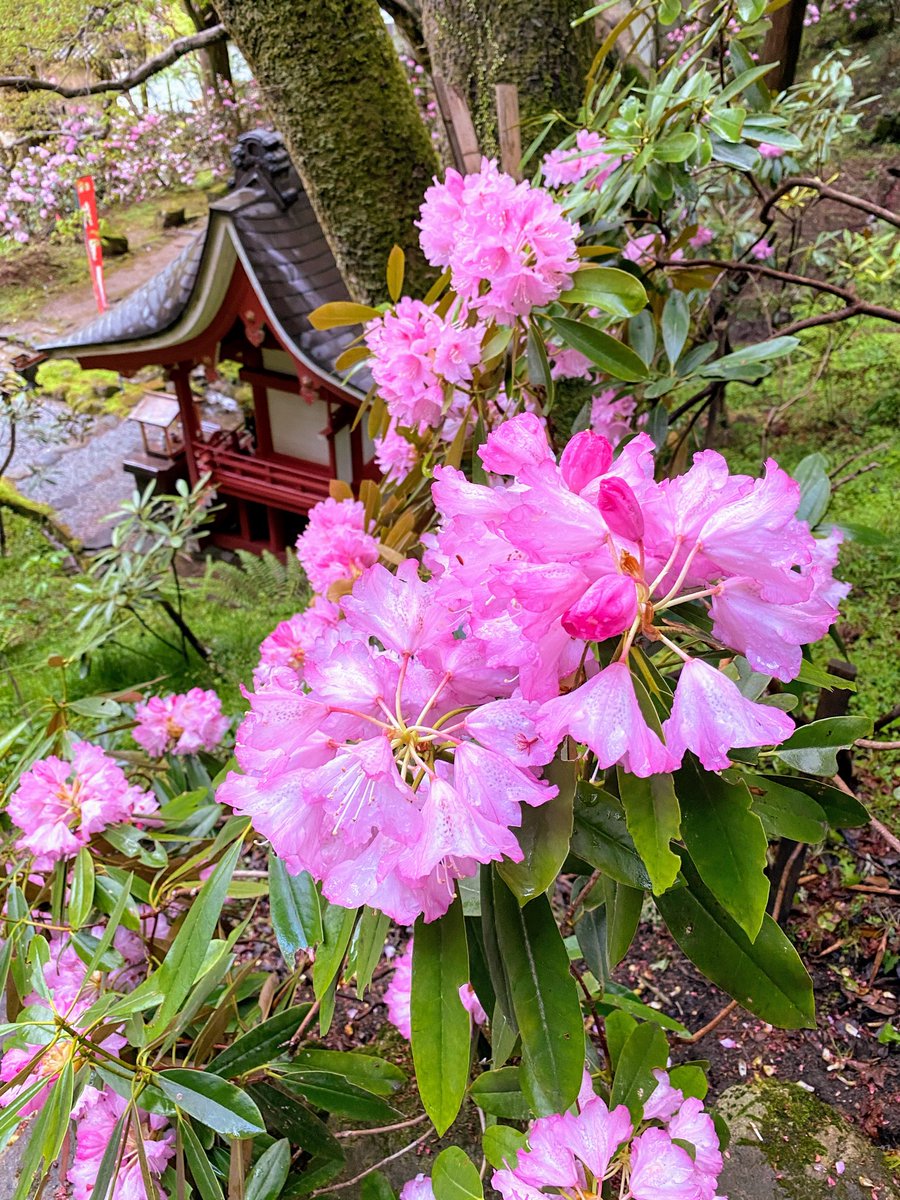 A Thread From Akiyoshikitaoka 室生寺のシャクナゲ Murou Ji Temple