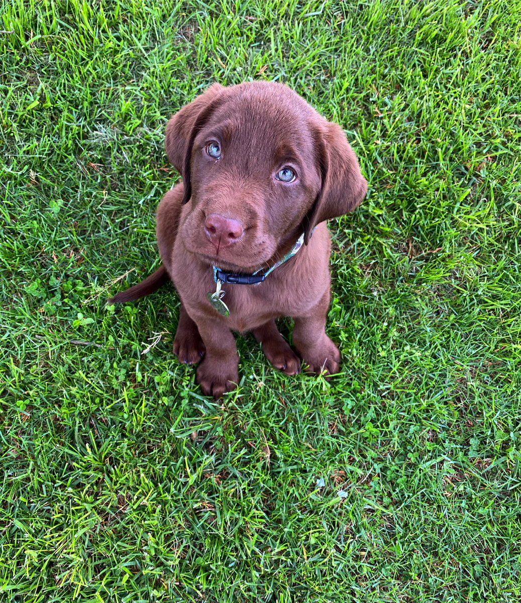 kelseylsullivan's tweet photo. Hi just here to show off how handsome my little Remy is 🥰 https://t.co/P43iRFdumU