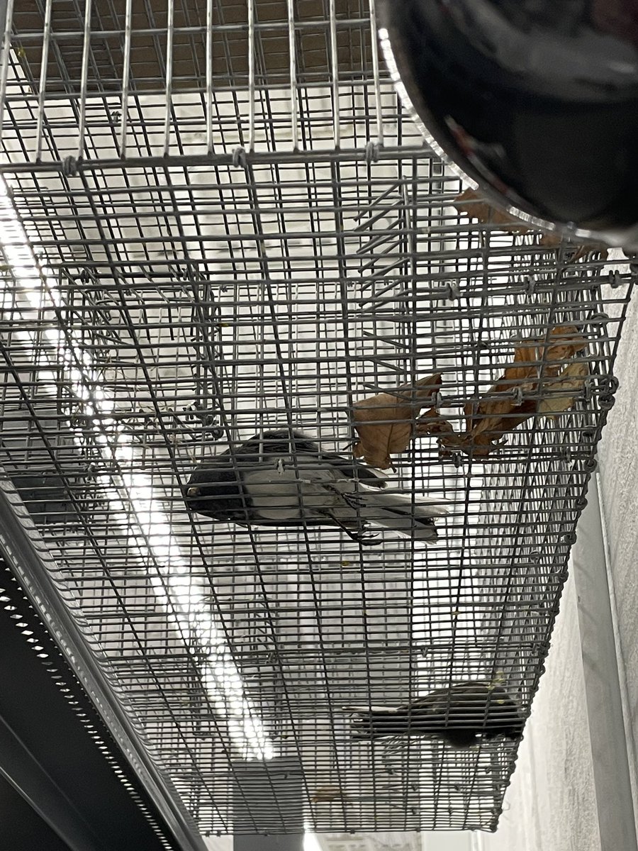 Gil Henrique tweet media