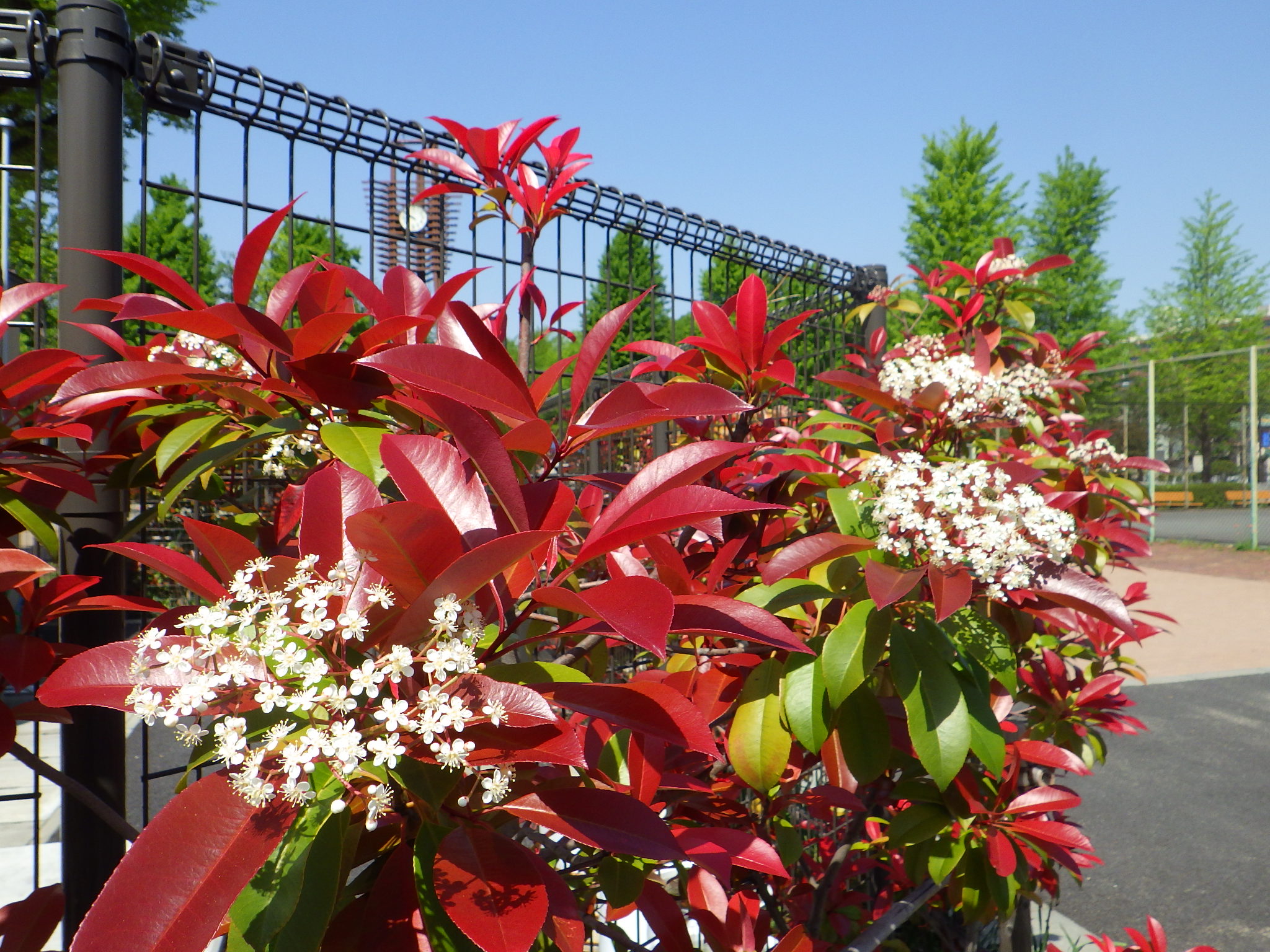 都立赤塚公園 生垣によく用いられるレッドロビン 今たくさんの小さな白い花が咲いています 新芽の赤い葉 緑の葉そして 白い花 1本で楽しめます 赤塚公園 レッドロビン T Co Jjoijpfsue Twitter