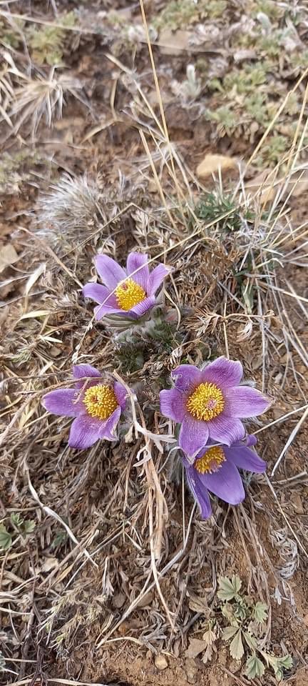 ирж яваа цаг, ковидын тархалт буурвал агаар салхинд гарахсандаа