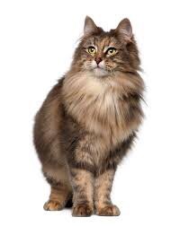 karl : norwegian forest cat / tabby cat mix