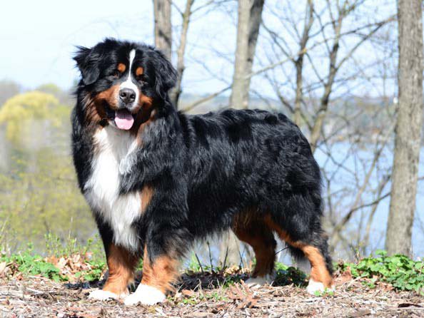 ranboo : bernise mountain dog