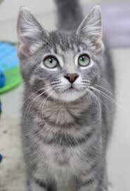 georgenotfound : grey tabby cat (specifically grey)