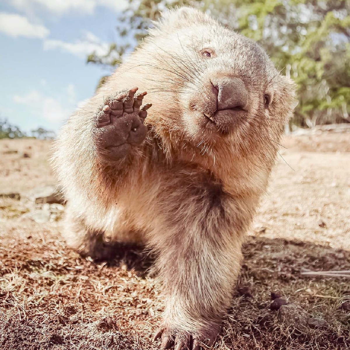 A warm wombat welcome to our <a href="/PureNewZealand/">New Zealand 🇳🇿</a> friends arriving on today's <a href="/FlyAirNZ/">Air New Zealand</a> direct flight from Auckland to Hobart. With a flight time of just 4 hrs, New Zealand and Tassie have never been closer! ✈️👋🐻

Bring on the #TransTasmanBubble
#discovertasmania

📷: IG/i.m.li