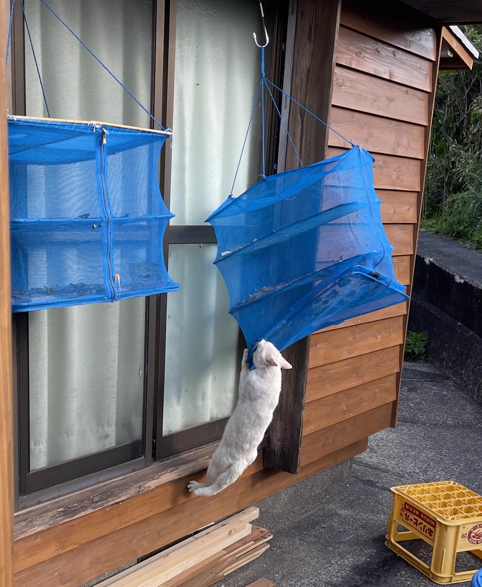 良い天気なので魚の干物を干していたら…。とんでもない敵が現れたｗｗ