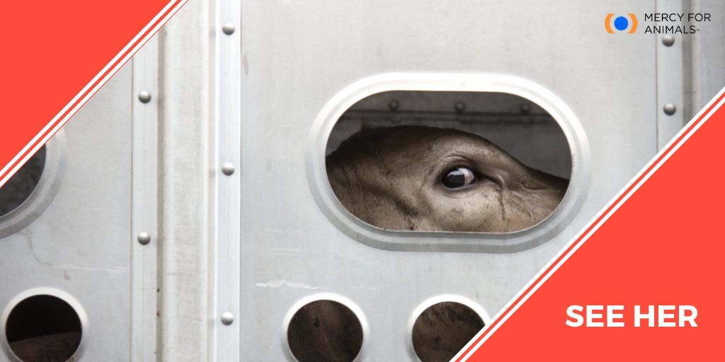 MercyForAnimals's tweet photo. See her. Hear her. Respect her. https://t.co/wYZcpkYsxN