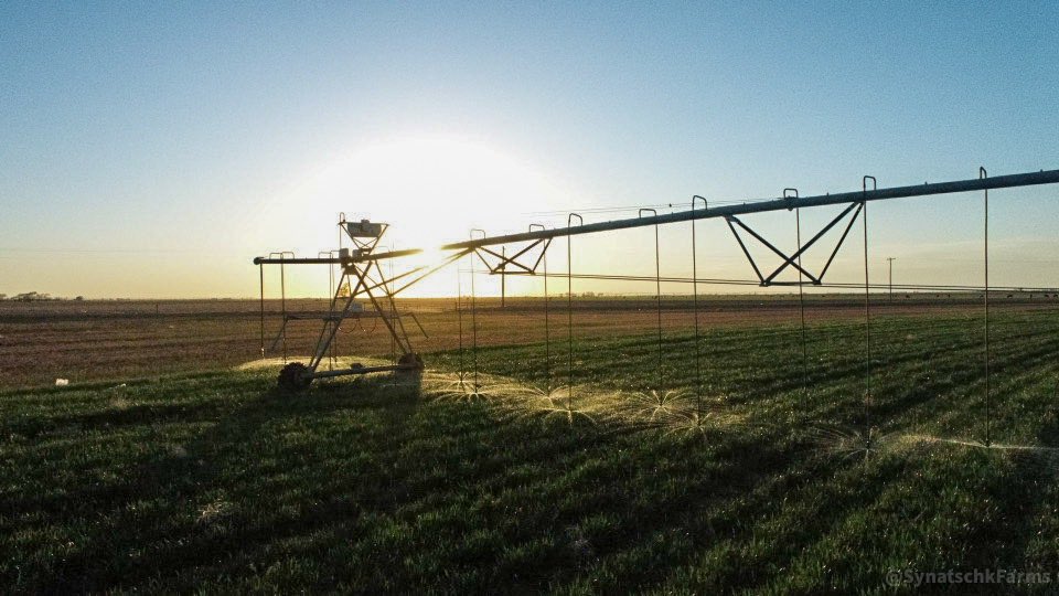 aasynatschk's tweet photo. This drought is no joke. Our wheat crop hasn’t seen more than a tenth of rain at a time, and that has only been once or twice. 
Pray for our farmers as they try to navigate this drought. 

#synatschkfarms #prayforrain #drought2021  #valleyagelectric #exceptionaldrought https://t.co/QMrLf0A6ce