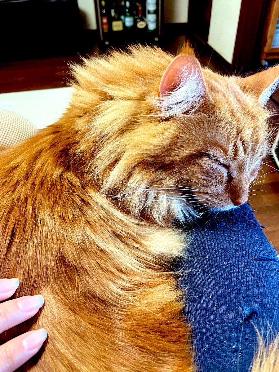 掃除洗濯 しなきゃなのに猫が膝の上で寝初めてしまい動けなくなるあるある 庵凡のイラスト