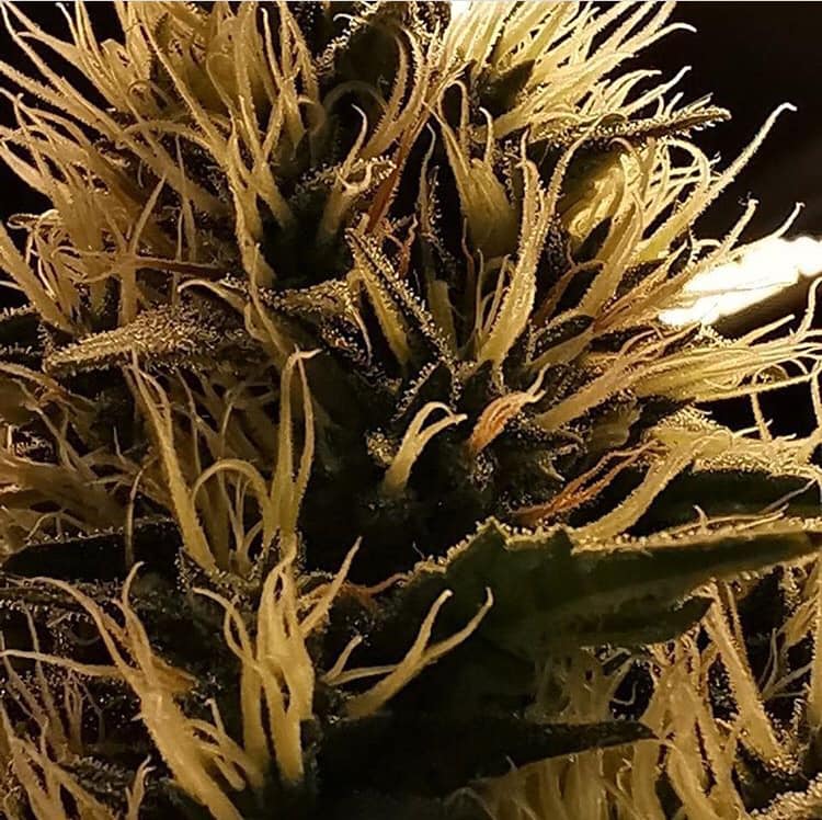 GeeklightC's tweet photo. π₯π₯π₯under Geekbeast Pro 630W bar light
https://t.co/u0AnuoDRhv
#geeklight #geekbeast #fullspectrumled #growingequipment #growlightingsolutions #horticulturelighting #ledgrowlight #ledgrowlighting https://t.co/a2QnPHfCZJ