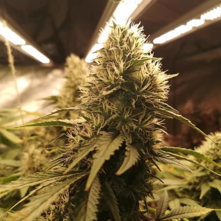 GeeklightC's tweet photo. π₯π₯π₯under Geekbeast Pro 630W bar light
https://t.co/u0AnuoDRhv
#geeklight #geekbeast #fullspectrumled #growingequipment #growlightingsolutions #horticulturelighting #ledgrowlight #ledgrowlighting https://t.co/a2QnPHfCZJ