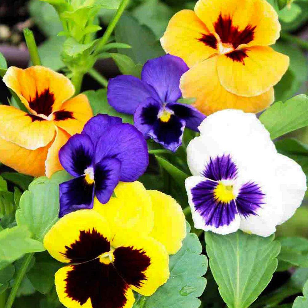 17. Violaceae is a small family that is mainly known for pansies and violets. Flowers are bilaterally symmetrical (can be divided down the middle into two halves ) and leaves are heart shaped (cordate ). (Only mentioned in this series because it’s neither legume nor orchid.)