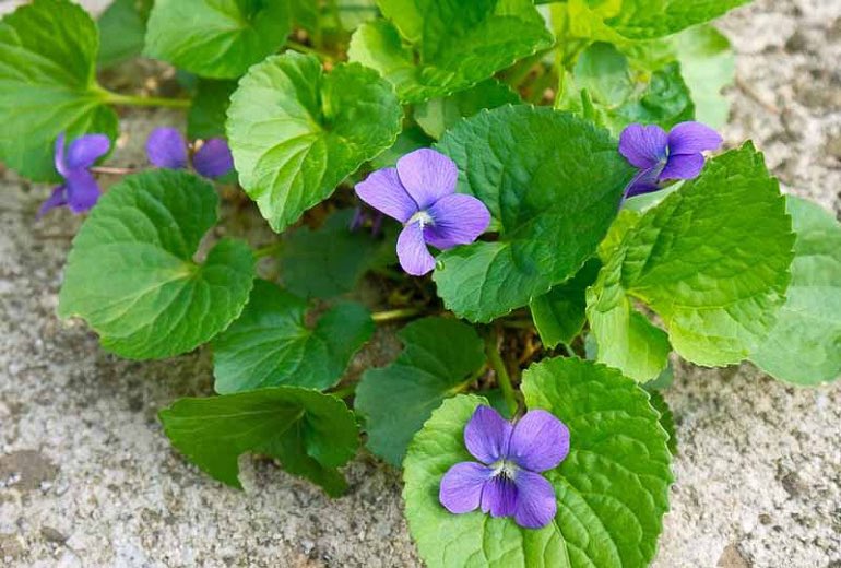 17. Violaceae is a small family that is mainly known for pansies and violets. Flowers are bilaterally symmetrical (can be divided down the middle into two halves ) and leaves are heart shaped (cordate ). (Only mentioned in this series because it’s neither legume nor orchid.)