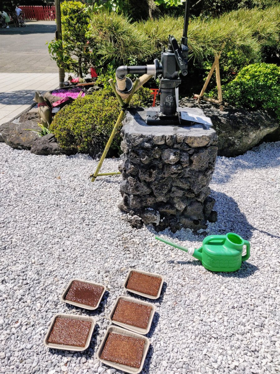 羽田七福いなりめぐり 公式 令和4年は中止となりました ピートバンが届いた 水琴窟で遊びに来た保育園児に見守られながら 種植え 100 井戸水で栽培予定 フォックスフェイス栽培記 フォックスフェイス カナリアナス ツノナス 五代同堂