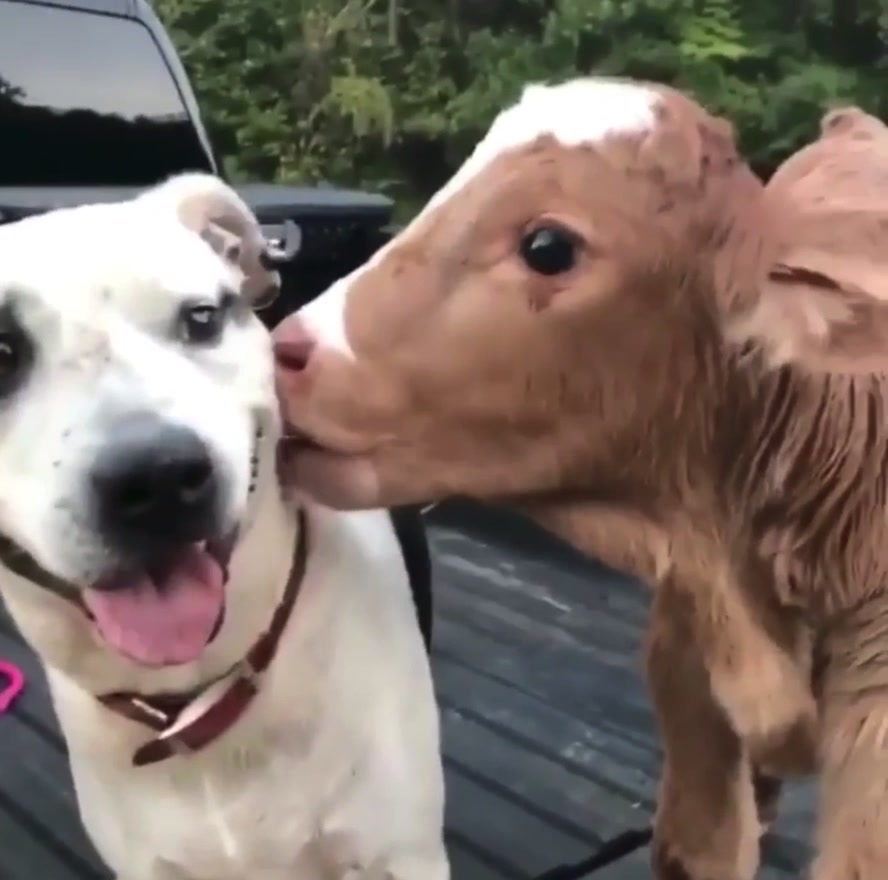 BayStatePet's tweet photo. True friendships know no bounds 🐶 ❤️ 🐮 https://t.co/4SqPHYQb1x