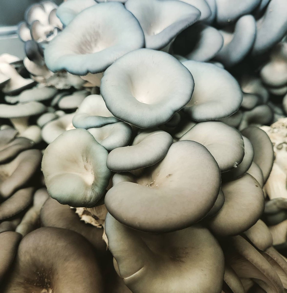 Freshly Harvested Blue Oyster Mushrooms in a Mediterranean Vegetarian Dish with Jobs Tears, White Beans, Wilted Kale, Saffron Roasted Tomatoes and Labneh Base