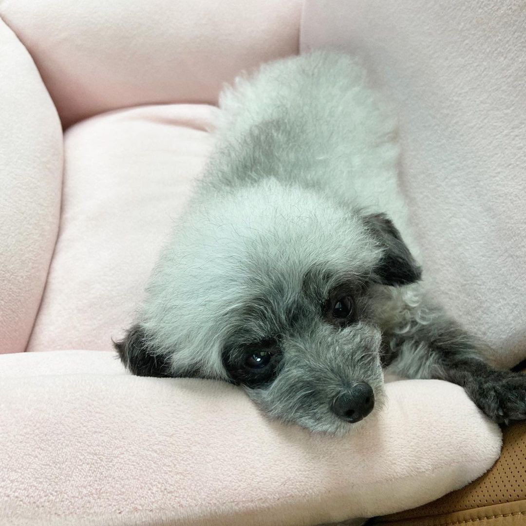 KYRSYJ's tweet image. [INSTAGRAM] dooeyuri: 나른한데 ?! 🐾 
졸린데...?! 
볕이 좋잖아 ..... 😴 

#dooe