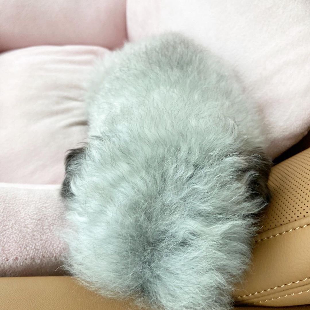 KYRSYJ's tweet image. [INSTAGRAM] dooeyuri: 나른한데 ?! 🐾 
졸린데...?! 
볕이 좋잖아 ..... 😴 

#dooe