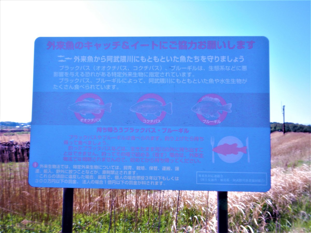 外来魚 Poshuk U Tvitteri Tvitter 外来魚 Poshuk U Tvitteri Tvitter