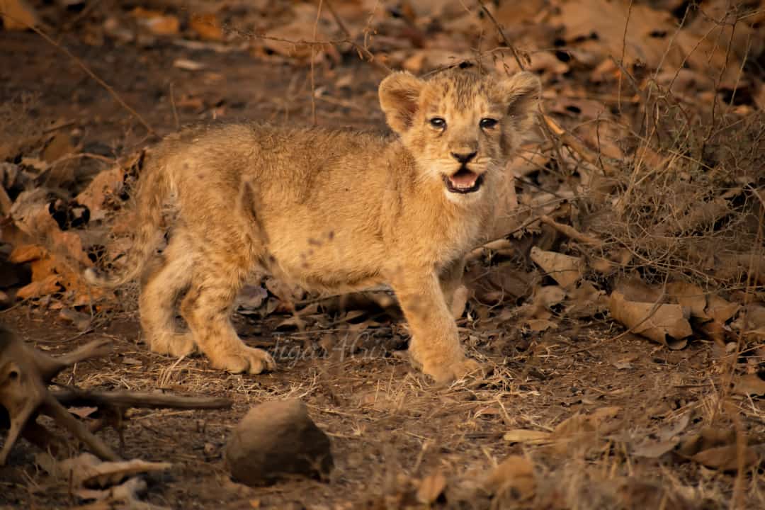 I am #shera from Sasan Gir #forest .
Is there anyone more cute than me.??

Picture Credit - Jigar (Sasan Gir)

#savetheplanet #SavePlanetEarth #PlantTreesSaveEarth