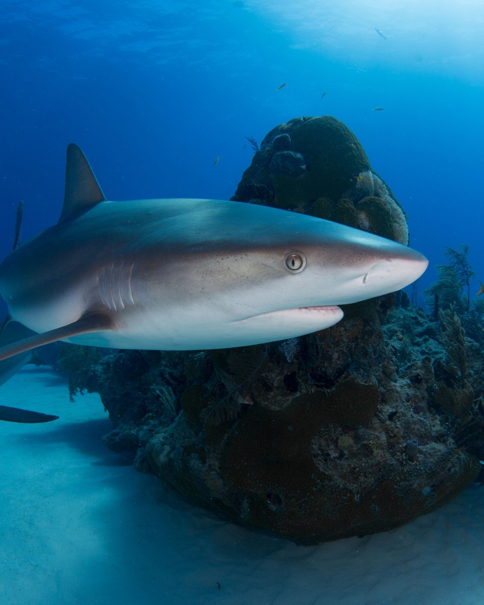 Scientists discovered sharks that are living in an active underwater volcano. Divers cannot investigate because they would get burns from the acidity and heat.