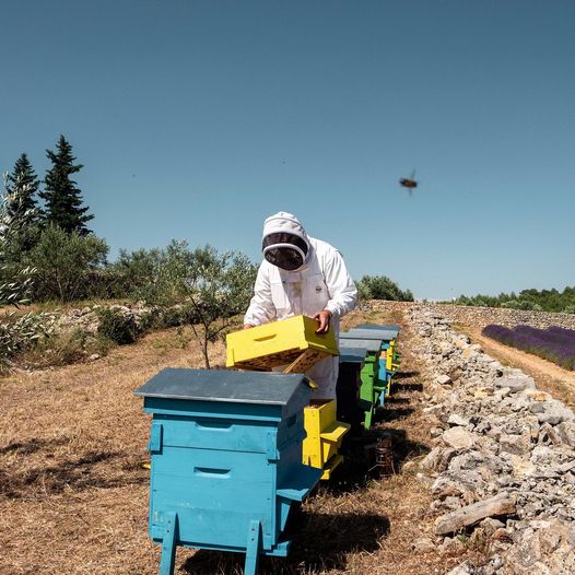 product_DNA's tweet photo. Spring is here and the bees are buzzing!🐝We interviewed Michel Pikhanov, founder of Miel Martine , on his vision of the honey-producing sector and his ambitions for 2021. 
Read the interview: https://t.co/AsZLuVZlLP

📸photo credit: Miel Martine https://t.co/pPqQMwvwfL