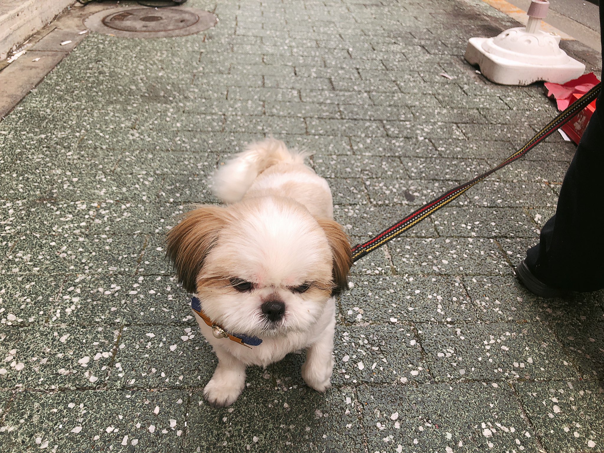 魔女っこれい おじさんが落とした缶を一緒に拾ったら 犬触らせてくれた 見えなくなるまで見送ってくれた犬 T Co 103z1bysls Twitter