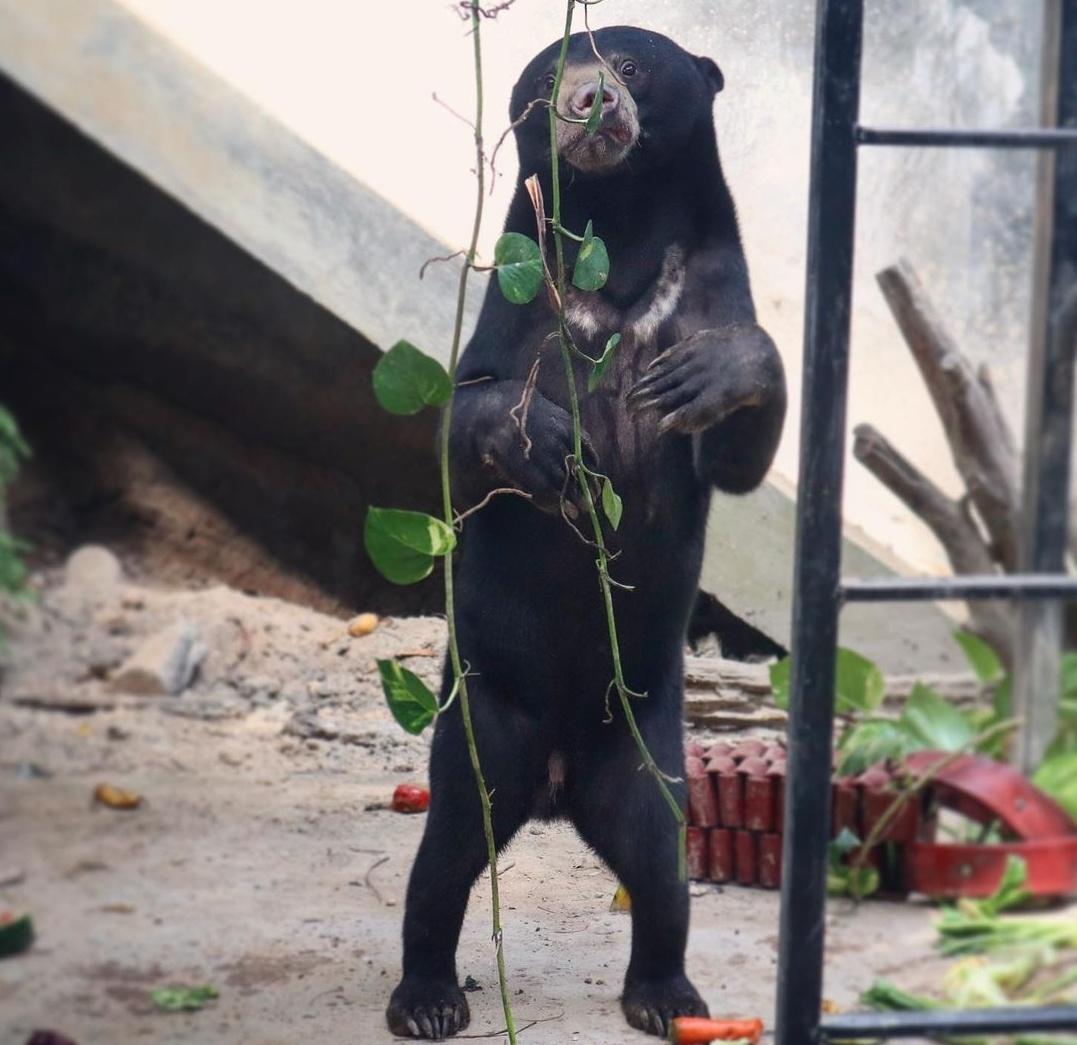 [2021 DANIEL BIRTHDAY PROJECT] 

We got an update about Bedhu and Tegan today! They both wish Daniel a Happy Birthday even though it's too late 😆 still so cute, Thankyou Bedhu &amp; Tegan. Also today is the last day of our adoption of them, we kinda sad yet happy.. 🥺