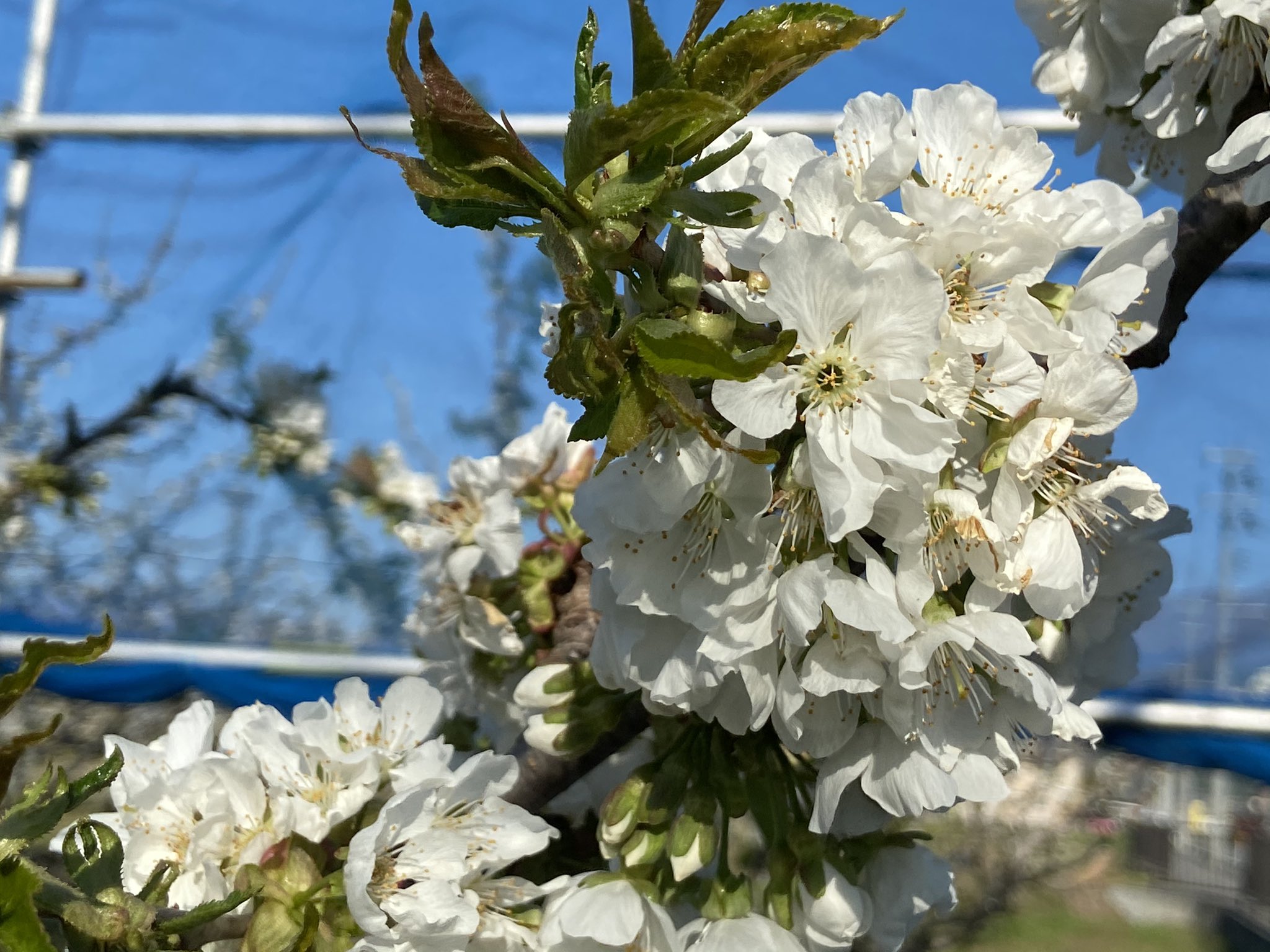 まきお さくらんぼの真っ白な花が咲き始めました 今年は紅秀峰は霜でだいぶ被害が出ているようです 山形さくらんぼ 佐藤錦 紅秀峰 T Co Dlhv6yzobi Twitter