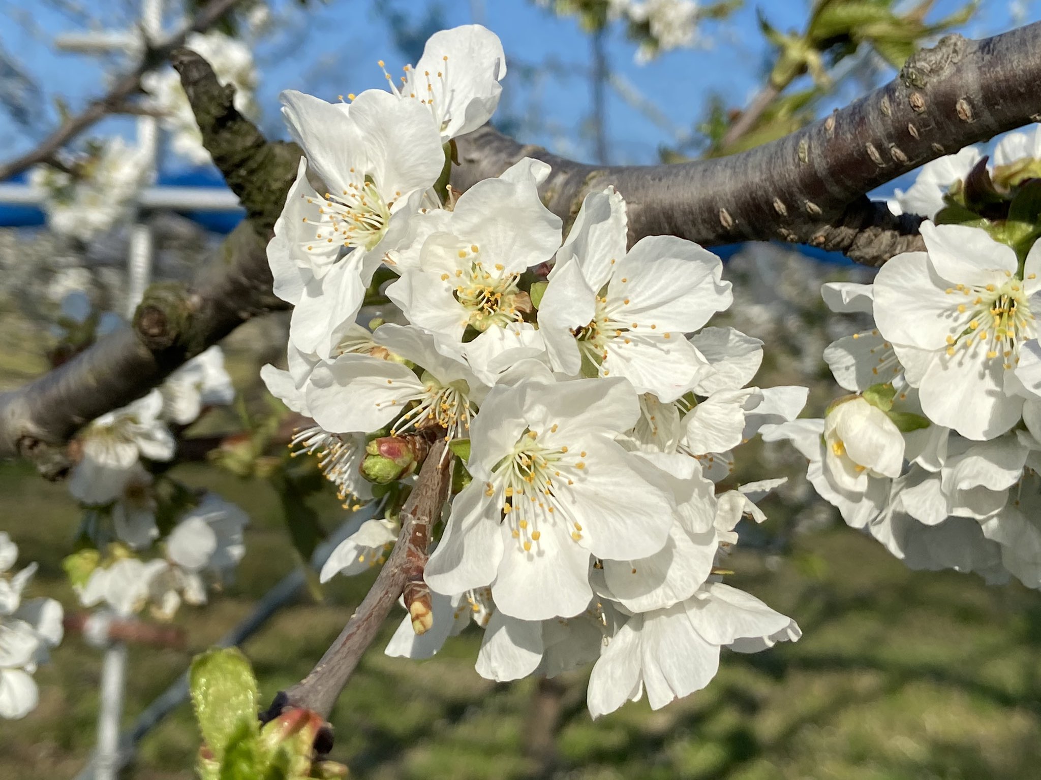 まきお さくらんぼの真っ白な花が咲き始めました 今年は紅秀峰は霜でだいぶ被害が出ているようです 山形さくらんぼ 佐藤錦 紅秀峰 T Co Dlhv6yzobi Twitter