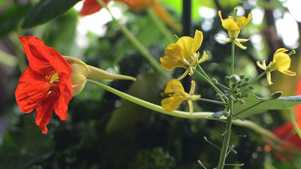 Maystorm寺山光廣 鍛造銅器銅鍋 (@Maystorm8) / Posts / X