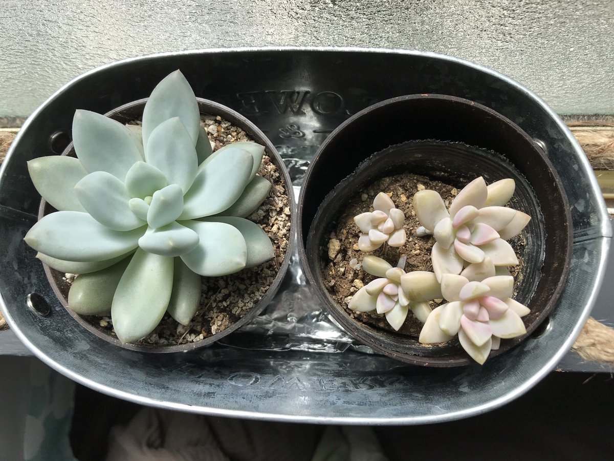 宮地しもん 植え替えました 左 ベンケイソウ科パキベリア属フレーヌ 赤い花なら稲田姫 右 新人 ベンケイソウ科グラプトベリア属ゴースティ 和名 桜牡丹 多肉植物の名前は掘り進むとキリがないらしく どこかで自分で決めるのが肝要とのこと 宮地しもん 植え替えました 左 ベンケイソウ科パキベリア属フレーヌ 赤い花なら稲田姫 右 新人 ベンケイソウ科グラプトベリア属ゴースティ 和名 桜牡丹 多肉植物の名前は掘り進むとキリがないらしく どこかで自分で決めるのが肝要とのこと