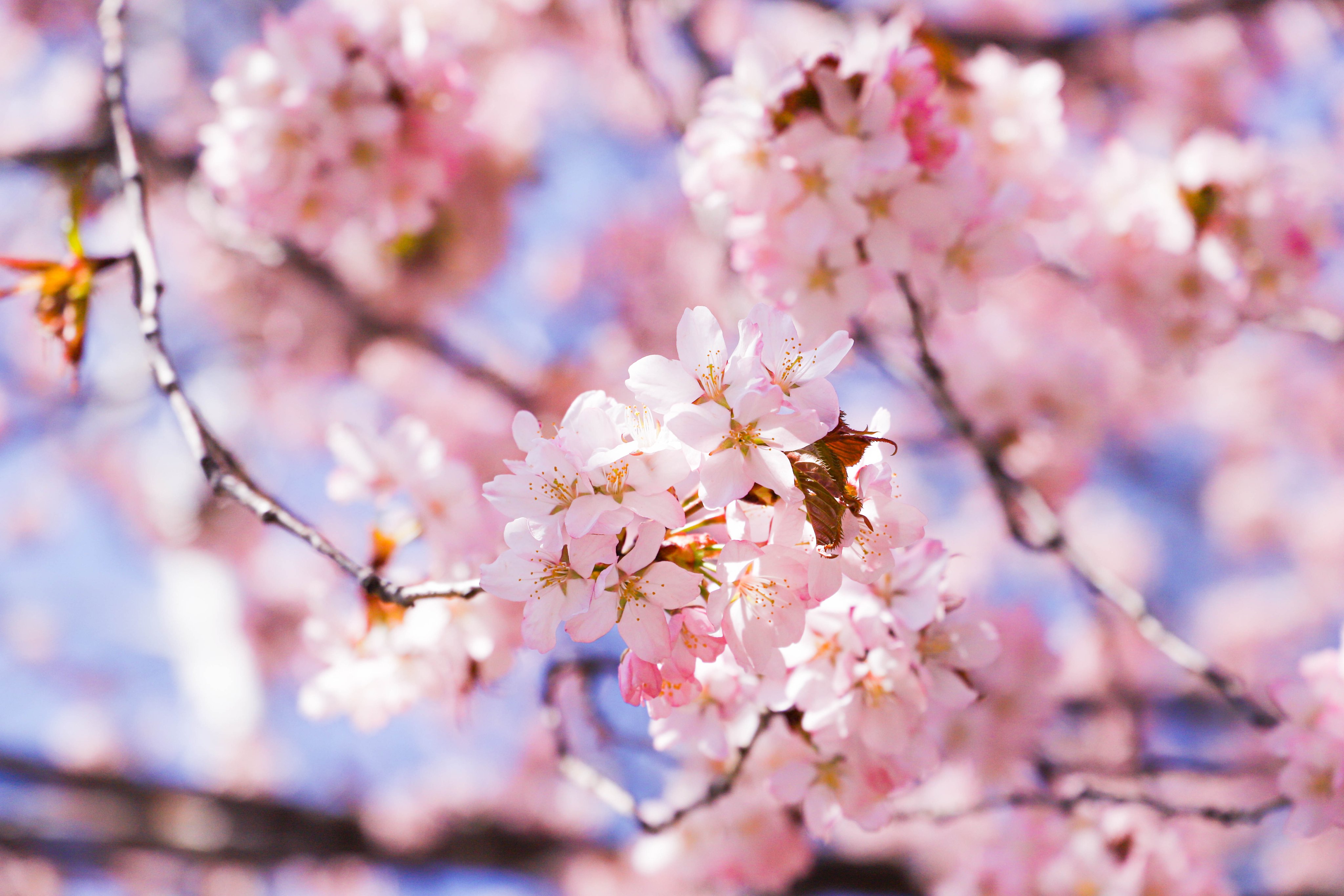 Hokkaido University Cherry Blossoms Are Starting To Reveal Themselves In Our Campus Which Reminds Us That We Need To Preserve This Planet To Pass Down This Beauty To The Next