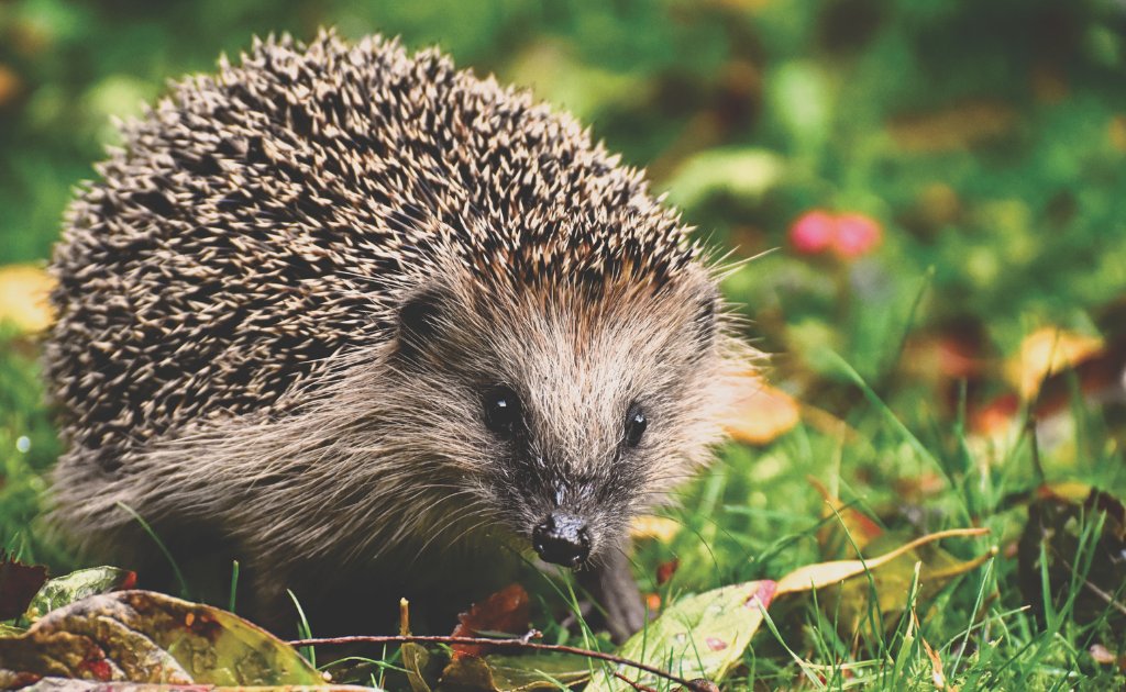 Birmingham Alumni (@birminghamalum) on Twitter photo On #EarthDay, weβd like to thank our <a href="/unibirmingham/">Uni of Birmingham</a> staff & student volunteers from @HogFriendlyUoB. They collect litter on campus to ensure that hedgehogs and other wildlife are able to thrive. Thanks for helping make campus litter free! #BirminghamAction #GlobalVolunteerMonth On #EarthDay, weβd like to thank our <a href="/unibirmingham/">Uni of Birmingham</a> staff & student volunteers from @HogFriendlyUoB. They collect litter on campus to ensure that hedgehogs and other wildlife are able to thrive. Thanks for helping make campus litter free! #BirminghamAction #GlobalVolunteerMonth