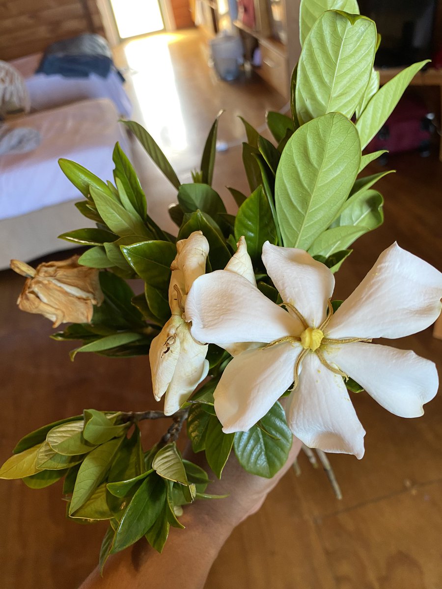 MIQ DAY 2More kai from the fam & the lovely Aunty in Apartment 1 gave me some flowers cos I helped set up her wifi; some kind of sweet smelling gardenia she picked from her mother’s garden in Auckland 