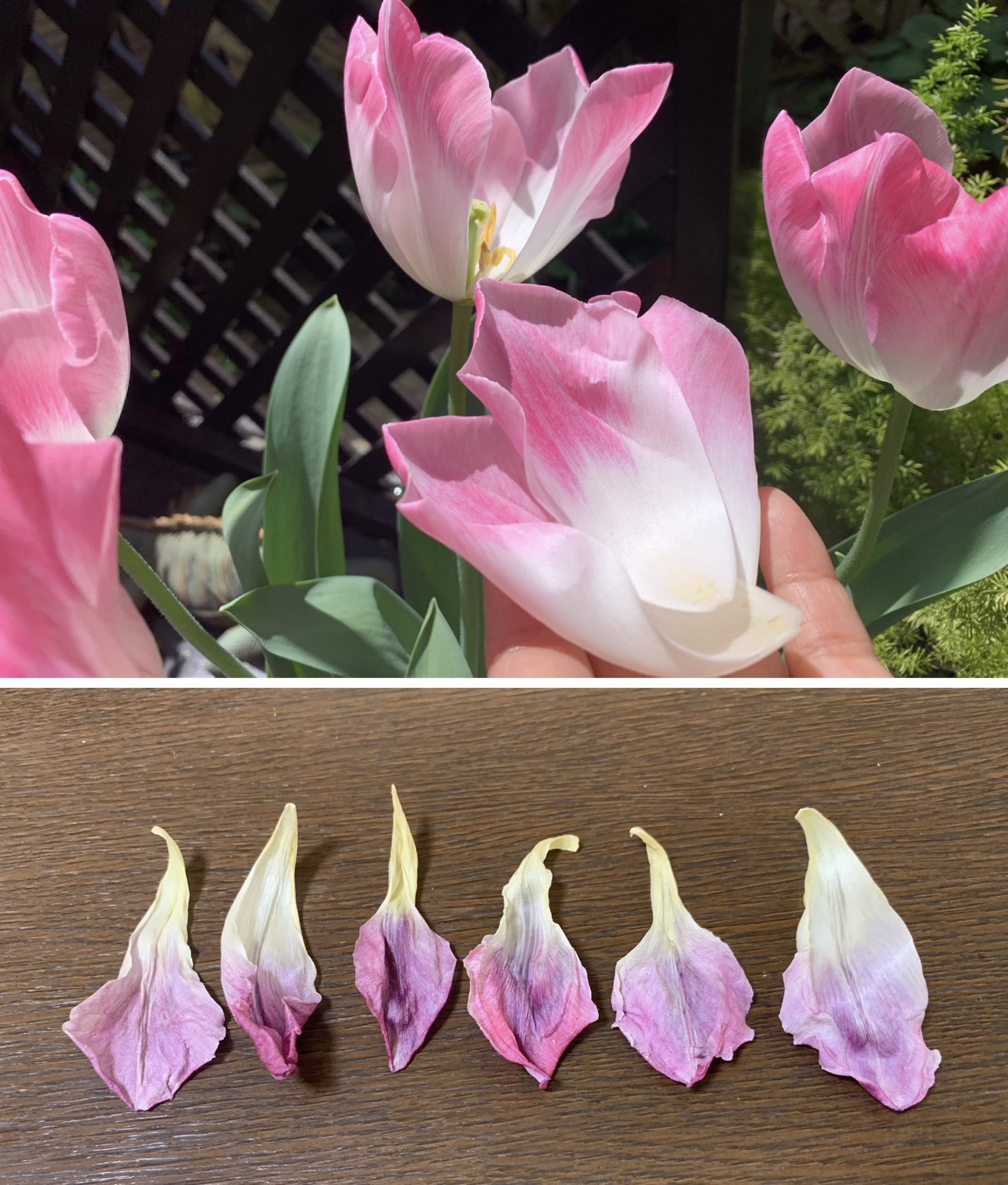 Inori チューリップの花びらの女の子です 散って乾燥させた花びら６枚 一花 分 です パリパリの所は霧吹きで湿らせて戻しました こよって作った紐は根元の方が丈夫です チューリップの花びらの可能性に挑戦したくて花びらのみで作る方法を考えました