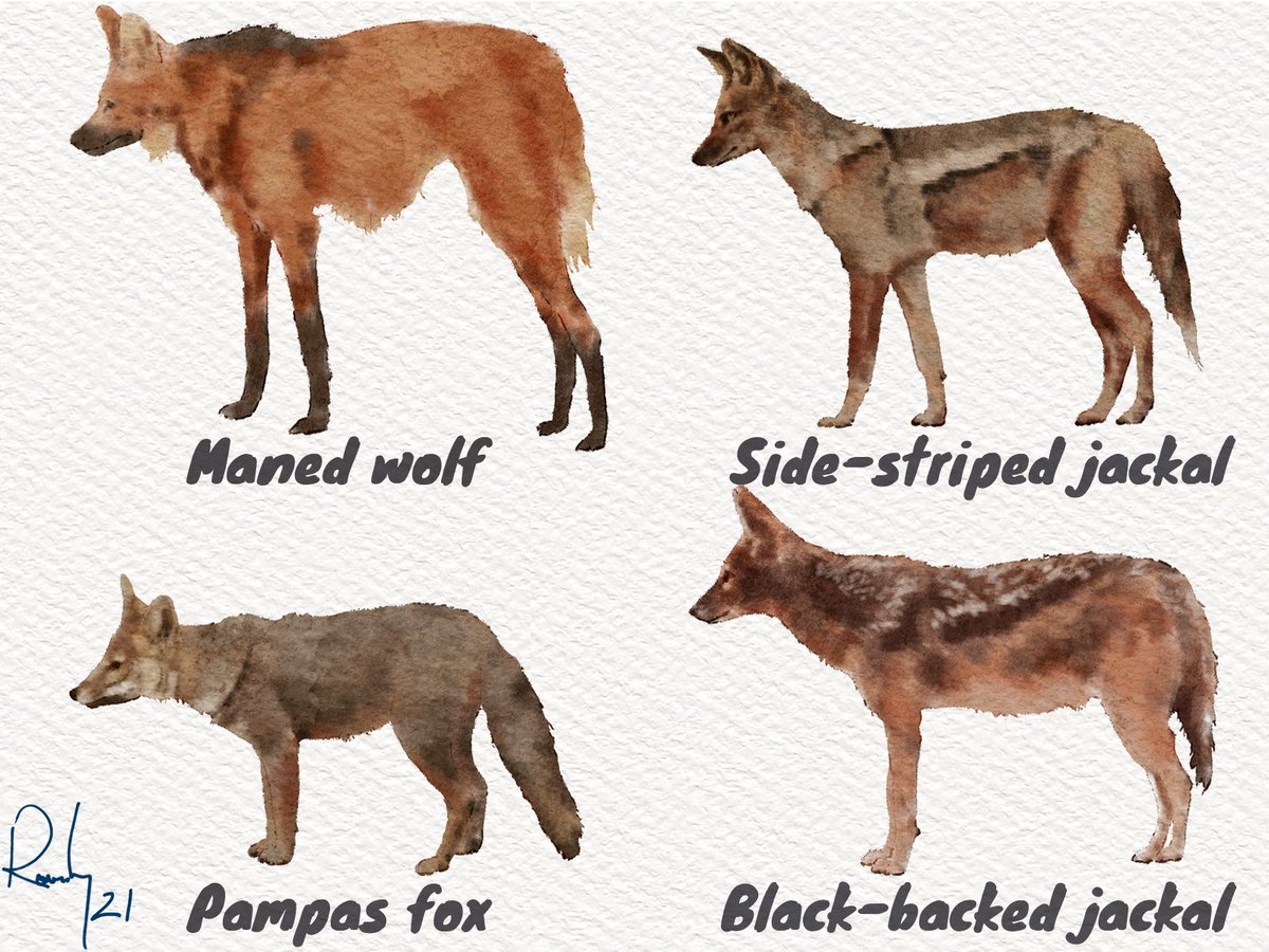 YES! But NOT with the 'usual suspects'!We find little to no significant convergence with the wolf, dingo, or red fox.  We DO find strong signals of convergence with 4 other canids - all of which are ecologically very different than the wolf/dog group.14/18