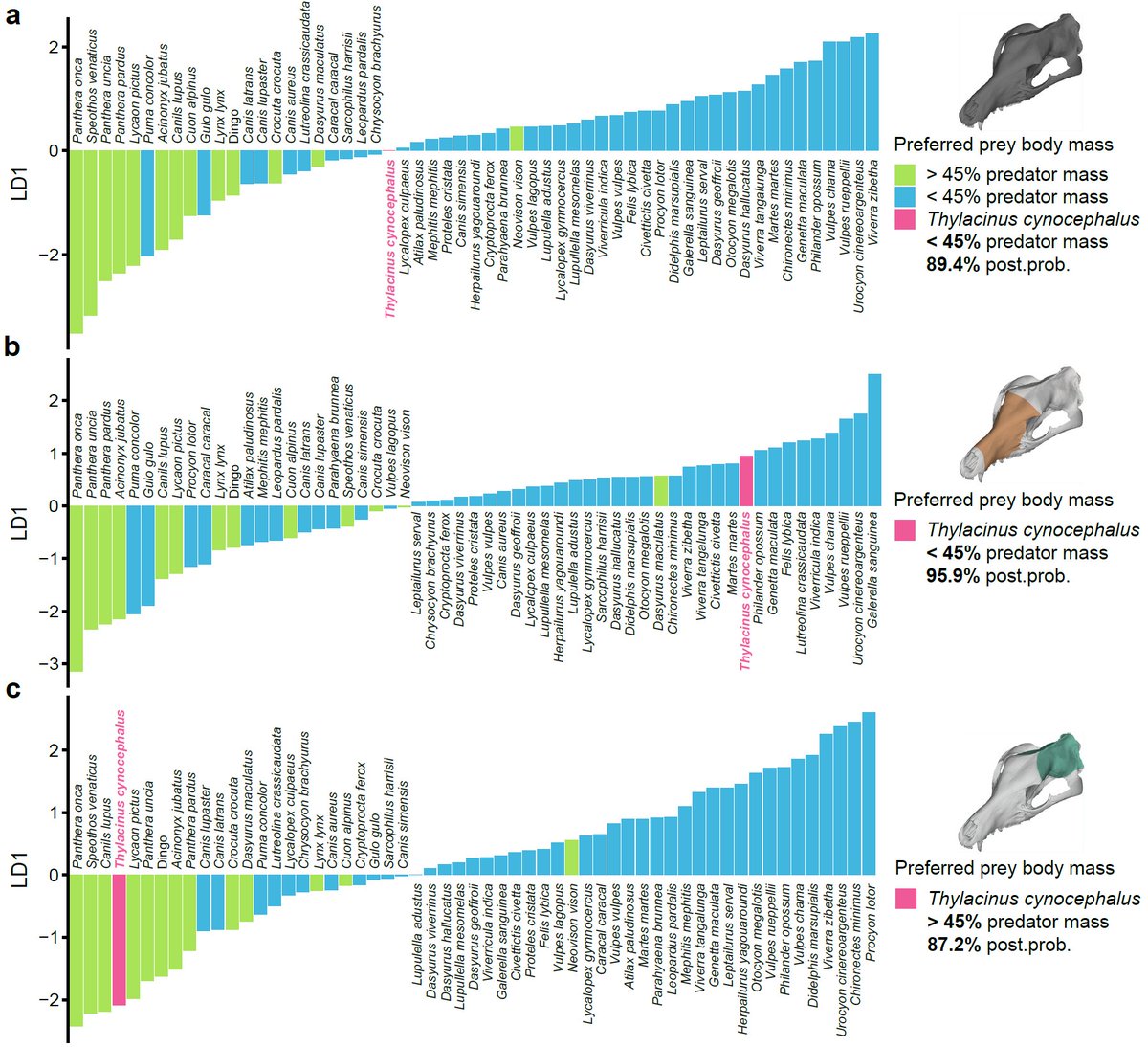 We also find a small but very significant correlation with skull shape & prey size, which again points to this same idea:The thylacine probably hunted relatively small prey, & was probably occupying a very different ecological niche than the wolf/dog comparatives.16/18