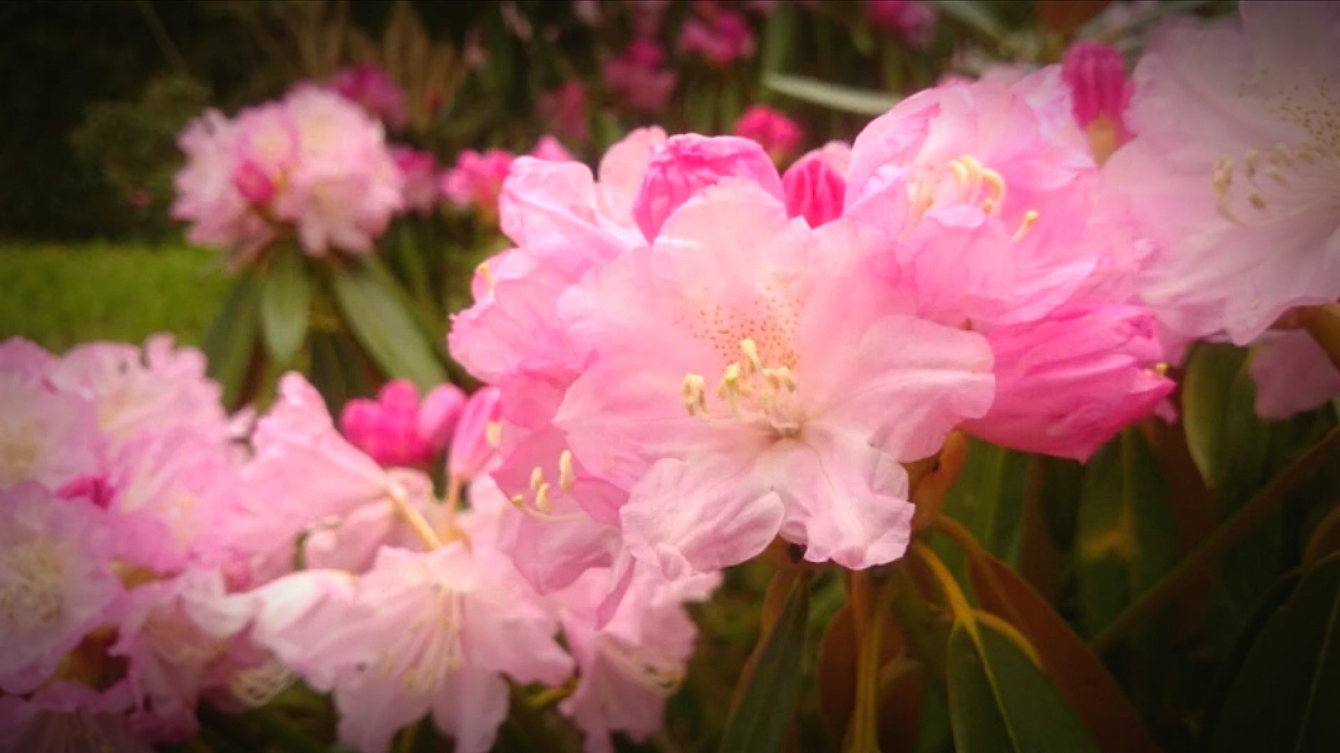 石楠花 Twitter Search Twitter